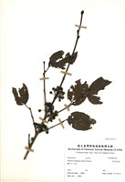 藏品(中原氏鼠李)的圖片